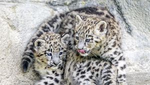 Preview wallpaper leopards, animals, funny, spots, predators