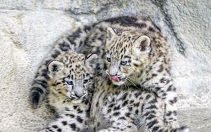 Preview wallpaper leopards, animals, funny, spots, predators