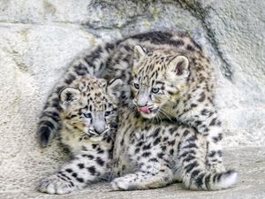Preview wallpaper leopards, animals, funny, spots, predators