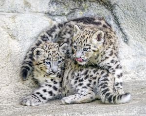 Preview wallpaper leopards, animals, funny, spots, predators