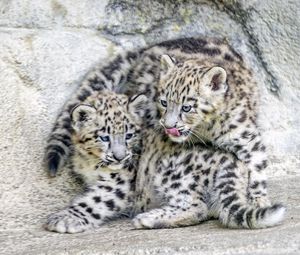 Preview wallpaper leopards, animals, funny, spots, predators