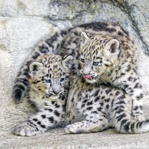 Preview wallpaper leopards, animals, funny, spots, predators