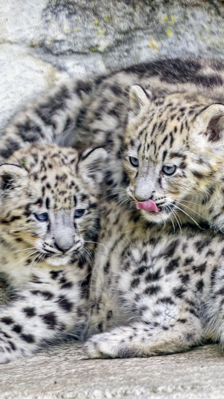 720x1280 Wallpaper leopards, animals, funny, spots, predators