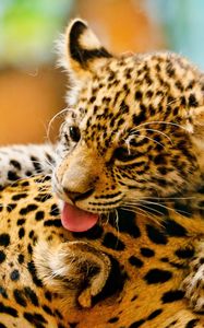 Preview wallpaper leopards, couple, baby, care