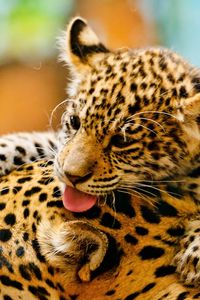 Preview wallpaper leopards, couple, baby, care