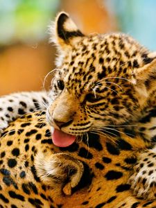 Preview wallpaper leopards, couple, baby, care