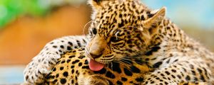 Preview wallpaper leopards, couple, baby, care