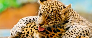 Preview wallpaper leopards, couple, baby, care