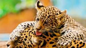 Preview wallpaper leopards, couple, baby, care