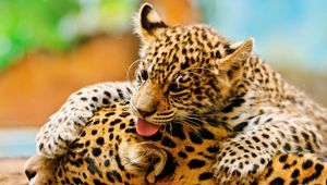 Preview wallpaper leopards, couple, baby, care