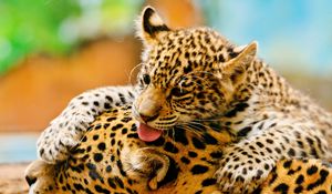 Preview wallpaper leopards, couple, baby, care