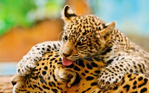 Preview wallpaper leopards, couple, baby, care