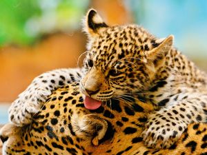 Preview wallpaper leopards, couple, baby, care