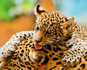 Preview wallpaper leopards, couple, baby, care