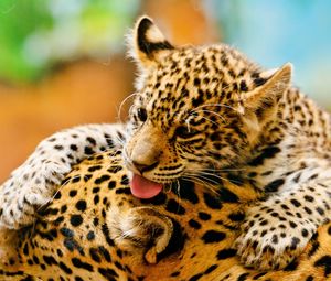 Preview wallpaper leopards, couple, baby, care