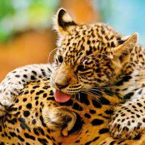 Preview wallpaper leopards, couple, baby, care