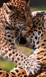 Preview wallpaper leopards, couple, baby, care