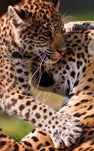 Preview wallpaper leopards, couple, baby, care