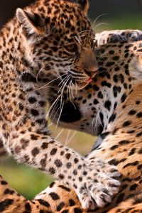 Preview wallpaper leopards, couple, baby, care