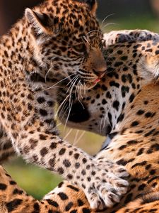 Preview wallpaper leopards, couple, baby, care