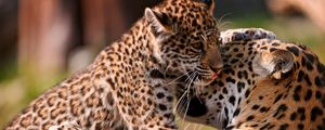 Preview wallpaper leopards, couple, baby, care