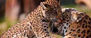 Preview wallpaper leopards, couple, baby, care