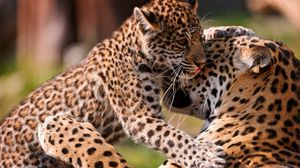 Preview wallpaper leopards, couple, baby, care