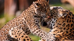 Preview wallpaper leopards, couple, baby, care