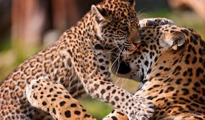 Preview wallpaper leopards, couple, baby, care