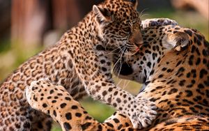 Preview wallpaper leopards, couple, baby, care