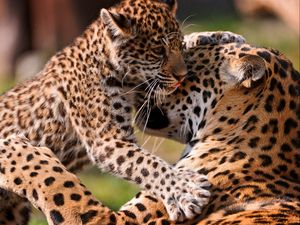 Preview wallpaper leopards, couple, baby, care