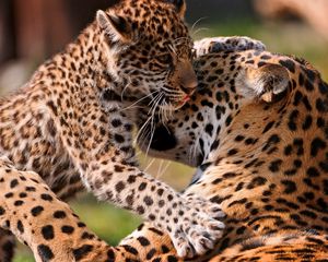 Preview wallpaper leopards, couple, baby, care