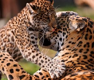 Preview wallpaper leopards, couple, baby, care