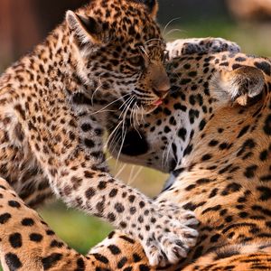 Preview wallpaper leopards, couple, baby, care