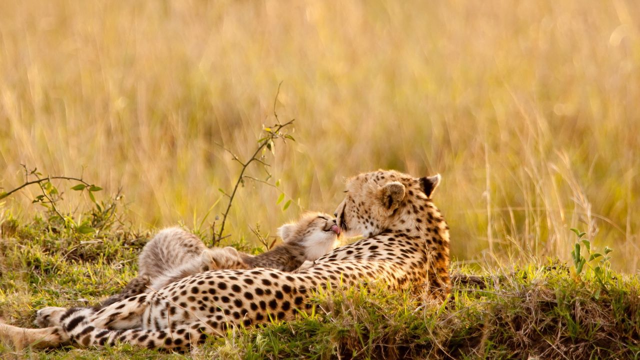 Wallpaper leopards, couple, down, grass, baby, care