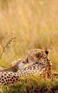 Preview wallpaper leopards, couple, down, grass, baby, care