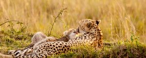 Preview wallpaper leopards, couple, down, grass, baby, care