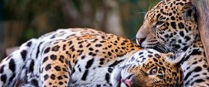 Preview wallpaper leopards, couple, lie down, rest