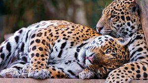Preview wallpaper leopards, couple, lie down, rest