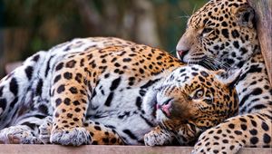 Preview wallpaper leopards, couple, lie down, rest