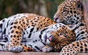Preview wallpaper leopards, couple, lie down, rest