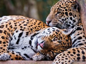 Preview wallpaper leopards, couple, lie down, rest