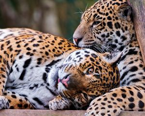 Preview wallpaper leopards, couple, lie down, rest