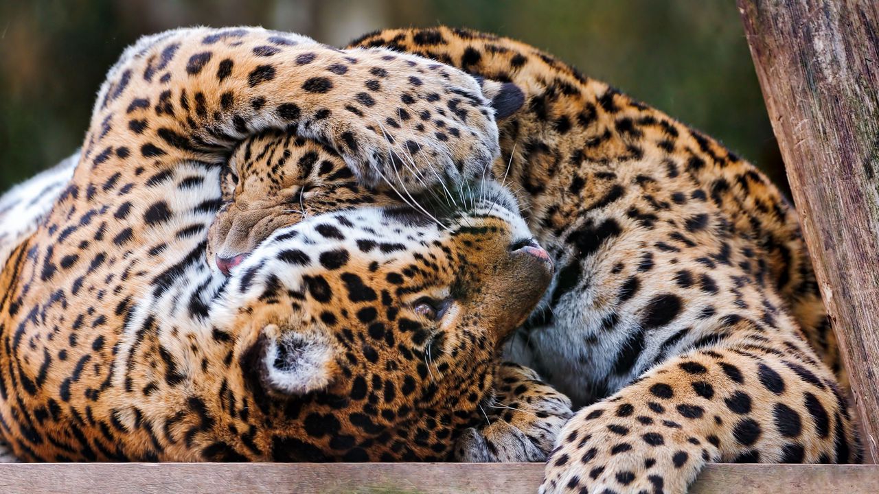 Wallpaper leopards, couple, playful, predators