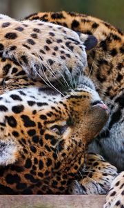 Preview wallpaper leopards, couple, playful, predators