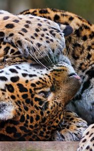 Preview wallpaper leopards, couple, playful, predators