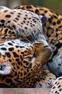 Preview wallpaper leopards, couple, playful, predators