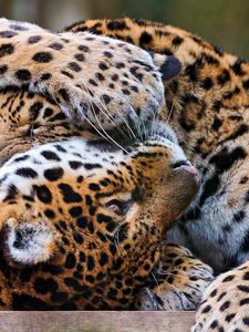 Preview wallpaper leopards, couple, playful, predators