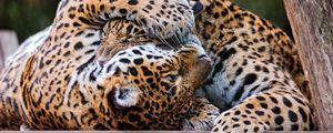 Preview wallpaper leopards, couple, playful, predators