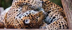 Preview wallpaper leopards, couple, playful, predators